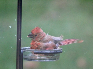 baby cardinal bath